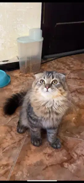 Scottish Fold Jantan
