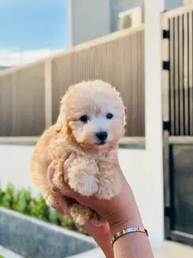 Poodle Male Fawn