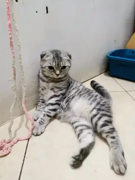 Scotish Fold Mix BSH