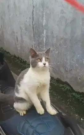 Kucing BSH Open Adop