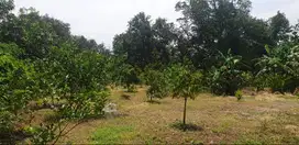 Dijual cepat Tanah kebun (Tanpa Perantara) luas  2812 m2 (Status SHM)
