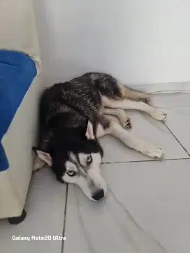 Anjing husky siberian