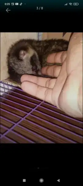 Musang pandan umur 1 bulan jinak