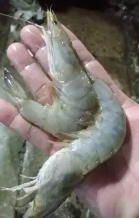 Ikan salmon tenggiri gabus kuwe kakap putih merah udang cumi kerang