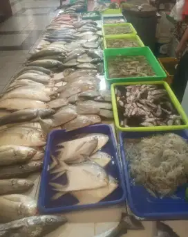 Ikan gurame bawal ekor kuning selar kembung tongkol baronang sarden