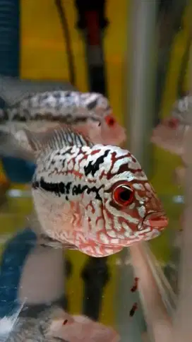 Jual ikan lohan kamfa F2 vvip special grade import quality