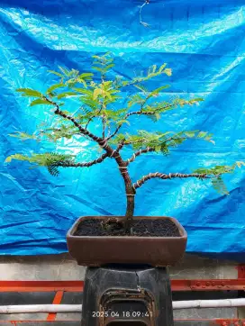 Pohon bonsai asem