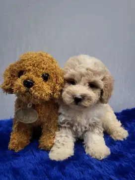 Parti color poodle TOP quality super kribo