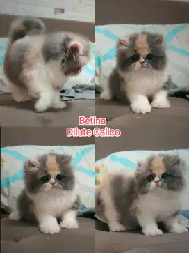 Kucing betina lucu