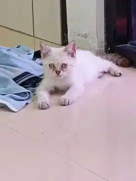 Open adop Kucing persia himalaya mix Scottish straight