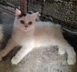 Kucing persia betina