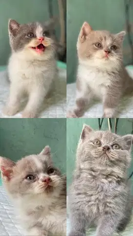 Britishshorthair / BSH / British Shorthair