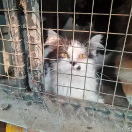 Kucing persia jantan