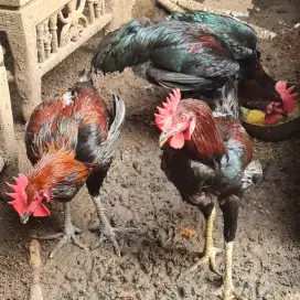 Ayam pelung remaja