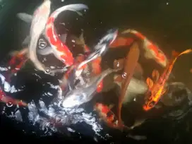 Dijual Ikan Koi Ukuran 20-30 Cm