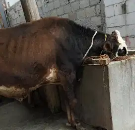 Sapi limousin metal sehat