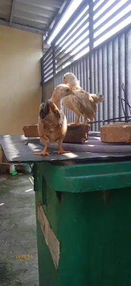 Anak ayam kate ori