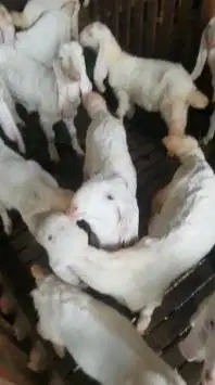 10 ekor anakan kambing etawa senduro 3-4 bulan 6 jantan 4 betina super