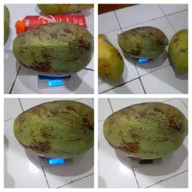 Buah mangga jumbo mahathir