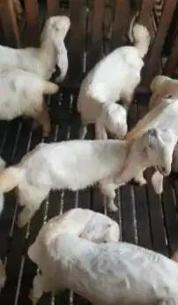 10 ekor anakan kambing etawa senduro 3-4 bulanan 4 betina 6 jantan top