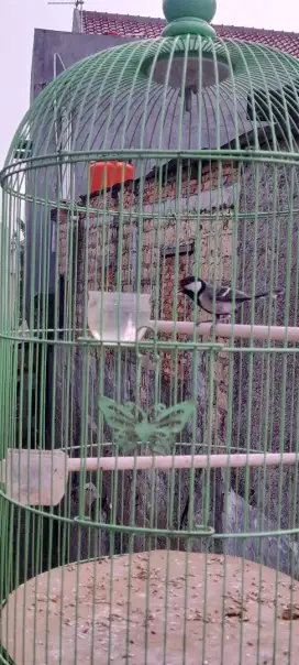 Jual fulset gelatik batu rawatan