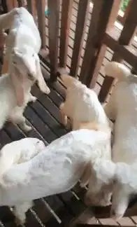 10 ekor cempe anakan kambing etawa senduro 3-4 bulan 4 betina 6 jantan