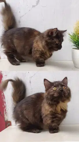 Munchkin longhair betina