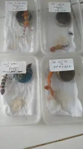 Bismillah jual anakan gecko 6 ekor jual satuan 50 k /ekor nego