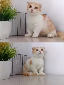 Munchkin gealic fold