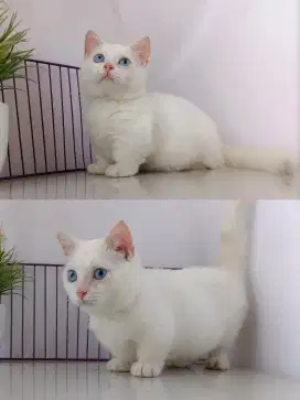 Munchkin Bsh jantan