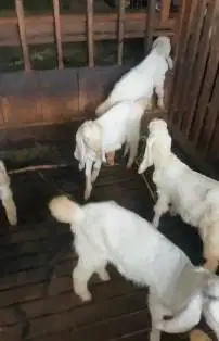 10 ekor cempe anakan kambing etawa 3-4 bulan 4 betina 6 jantan manteb
