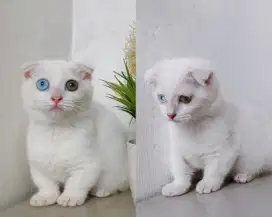 Bsh munchkin gealic odd eye