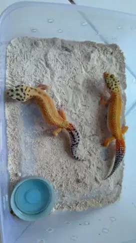 Bismillah jual reptile gecko umur 6 bulan female