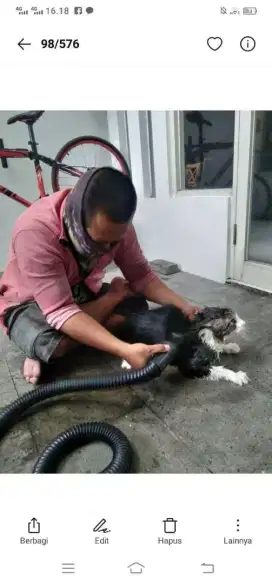 Grooming kucing panggilan
