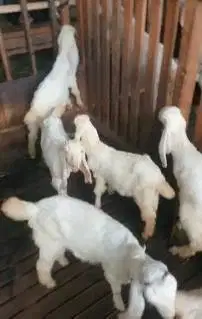 10 ekor cempe anakan kambing etawa 6 jantan 4 betina 3-4 bulanan super