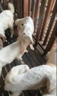 10 ekor cempe anakan kambing etawa 6 jantan 4 betina 3-4 bulanan super