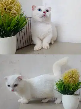 Bsh munchkin gealic odd eye