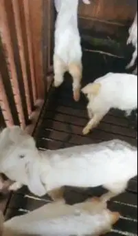 10 ekor cempe anakan kambing etawa senduro 3-4 bulan 6 jantan 4 betina