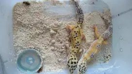 Bismillah jual reptile gecko umur 8 bulan