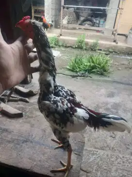Ayam Bangkok Blorok