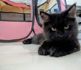 Kucing Persia Full Black