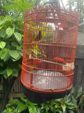 Jual muray figter full set