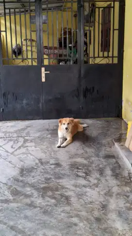 Anjing Jantan Umur 2 Tahun