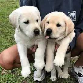 DIJUAL ANAK ANJING LABRADOR RETRIEVER