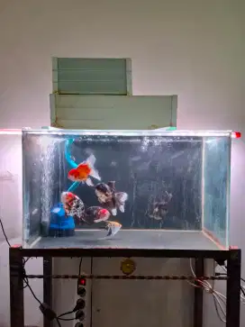 Jual Murah Meriah Aquarium Ikan Hias + Rak Komplit