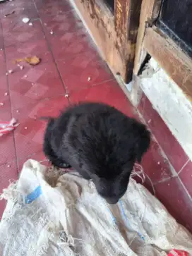 Puppy Hibah/Free