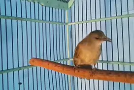 Merbah mata merah jantan gacor pur total