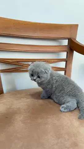 Kitten Scottish fold Betina Blue Solid