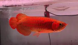 ikan arwana, arowana super red 50cm