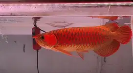 ikan arwana, arowana super red 50cm